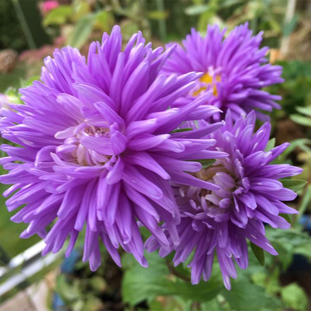 Bilden föreställer lila aster i närbild.