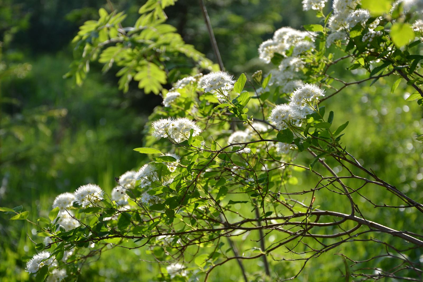 Spirea