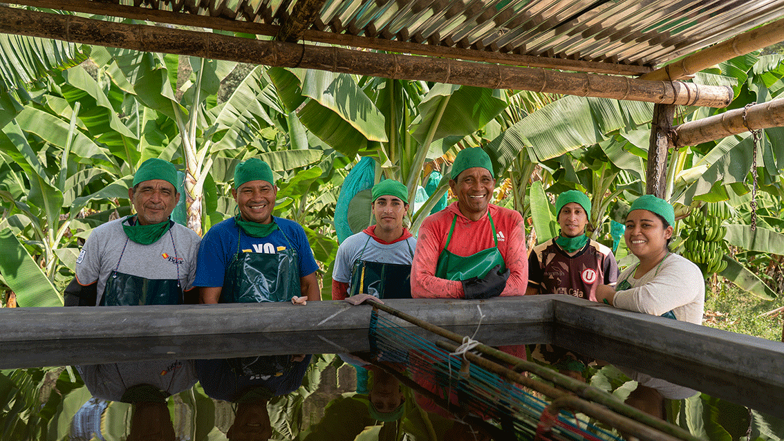 Anställda på bananplantage (Fairtrade-bananer)