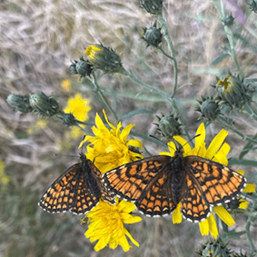 Två fjärilar sittandes på varsin solgul blomma