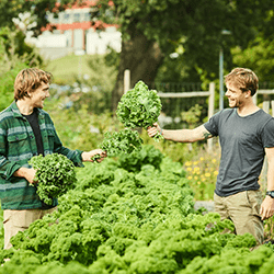 Max och William Whitman står på ett grönkålsfält och tittar busigt på varandra.