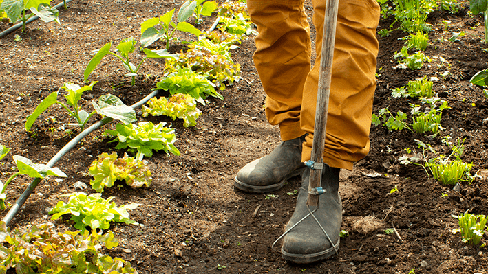 Grönskande odling på gång i Nibble