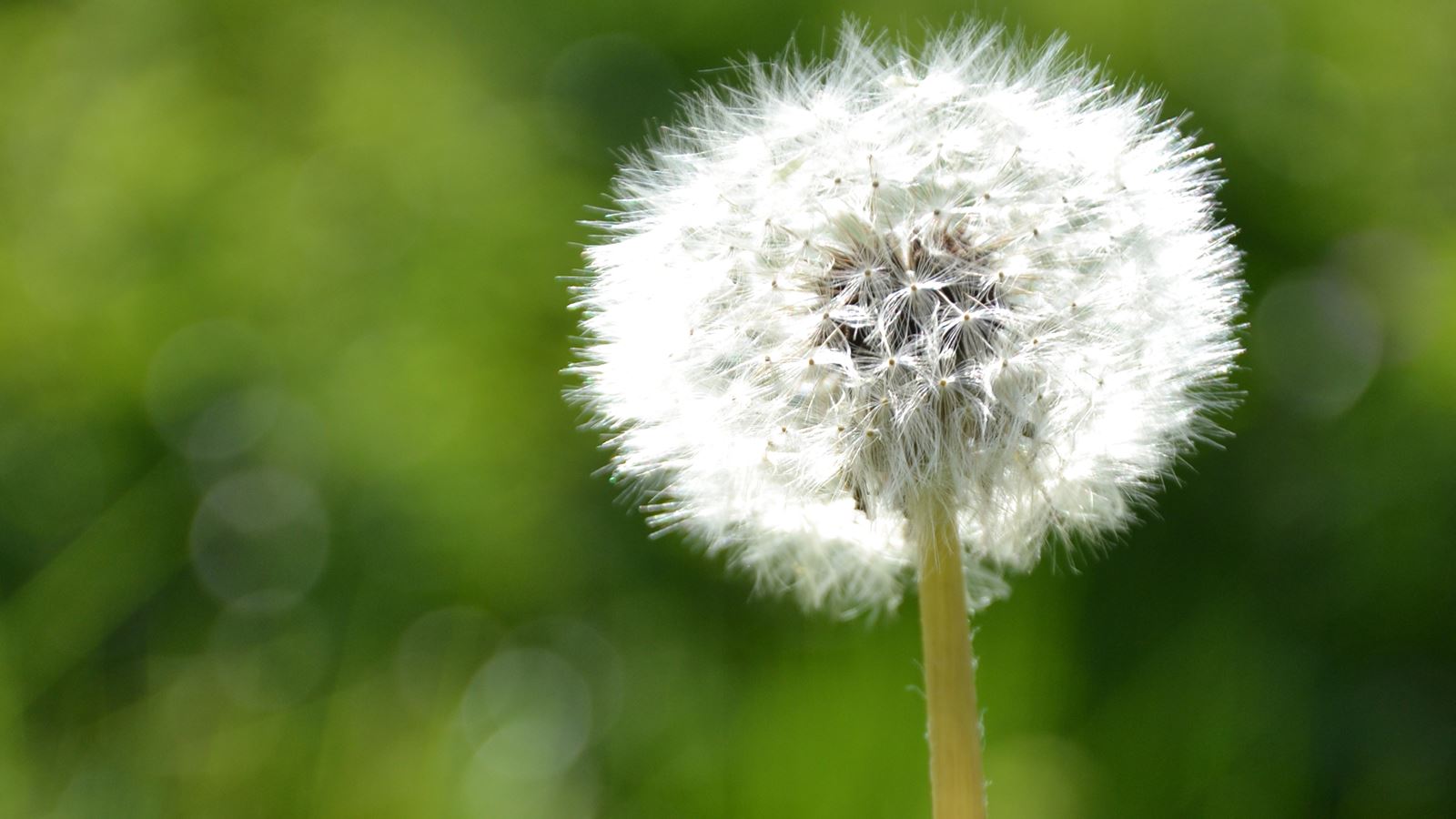 Naturens skörhet. En utblommad maskros som strax släpper iväg sina fröer.