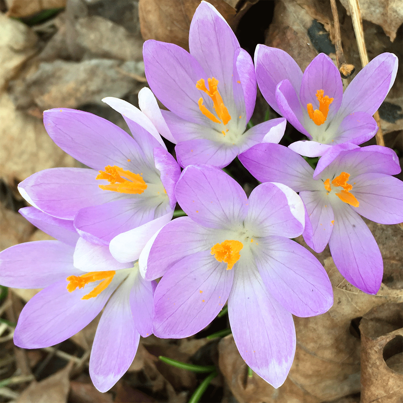 Lila vårlökar som tittar ut från de torkade prassliga löven.