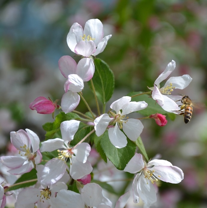 Äppelträdsblommor med ett surrande bi.