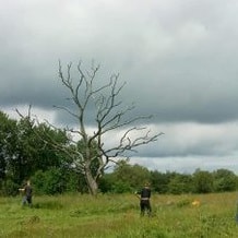 En mörk himmel som ser ut att eventuellt kunna utlova regn men ännu är det stilla på den gröna ängen invid skogen.